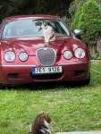 Jaguar S-Type 2,7   s type D biturbo ,Stk 20